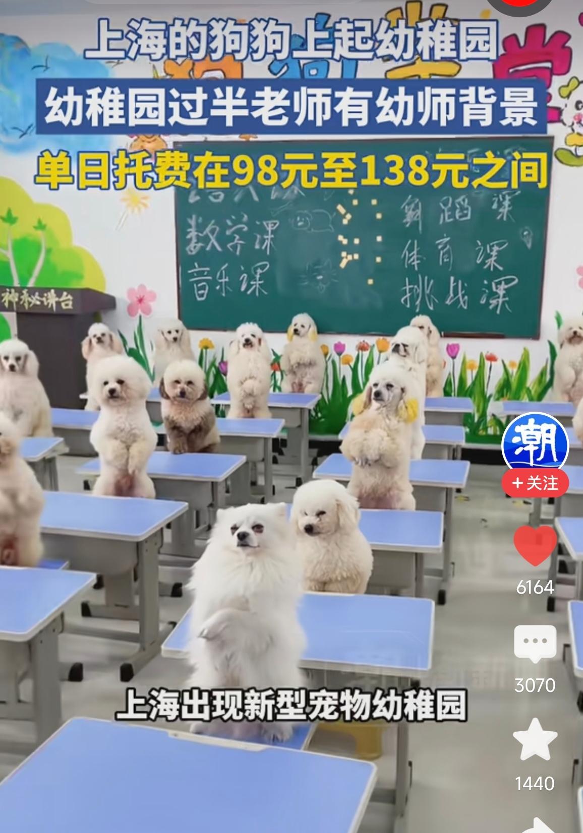 狗子都上幼儿园了，大上海又领先了[捂脸]