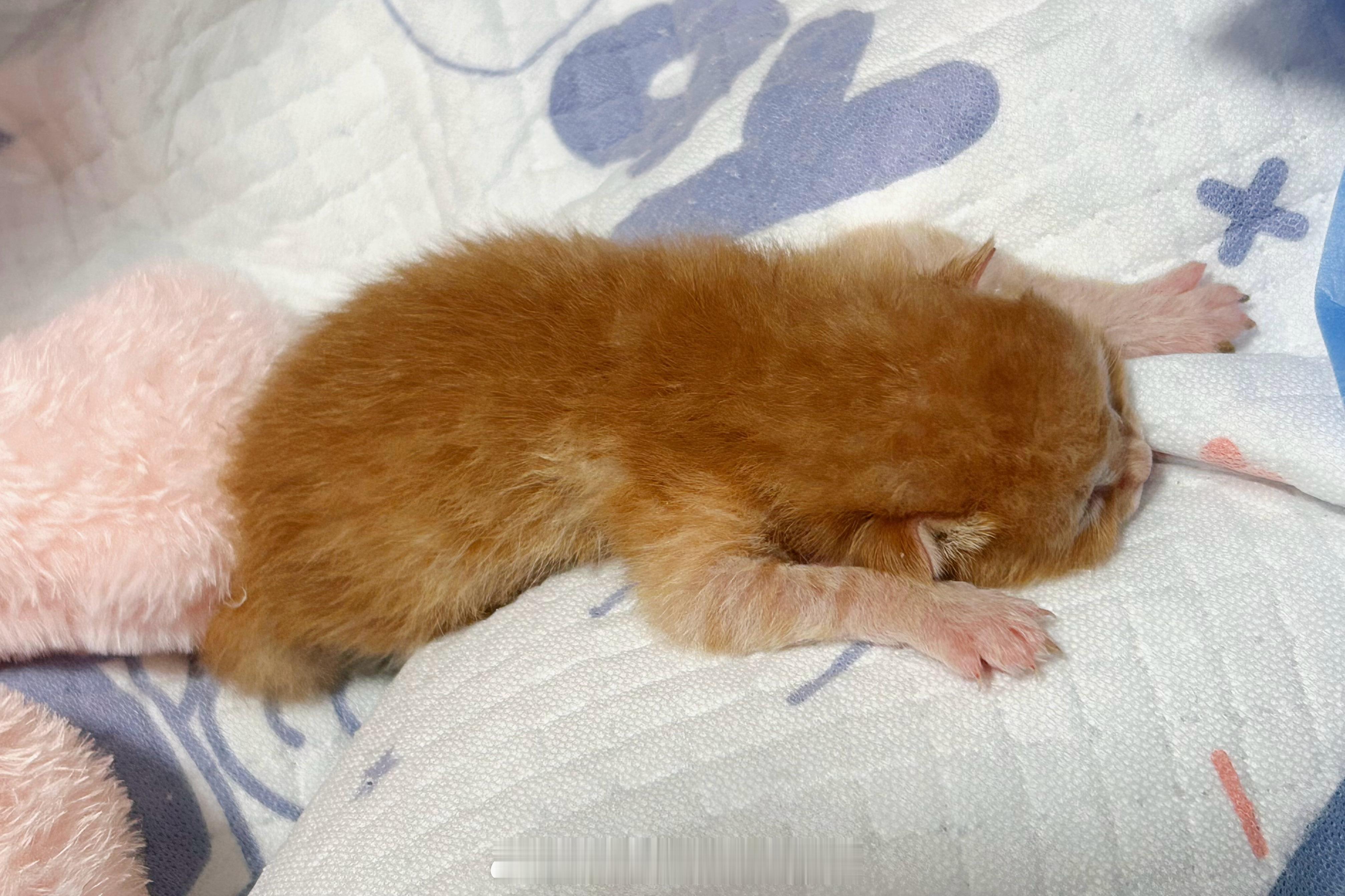 小趴菜哥哥 睡得香吃得多叫得响亮 越来越健康弟弟不太好 担心 喂了葡萄糖好像好了