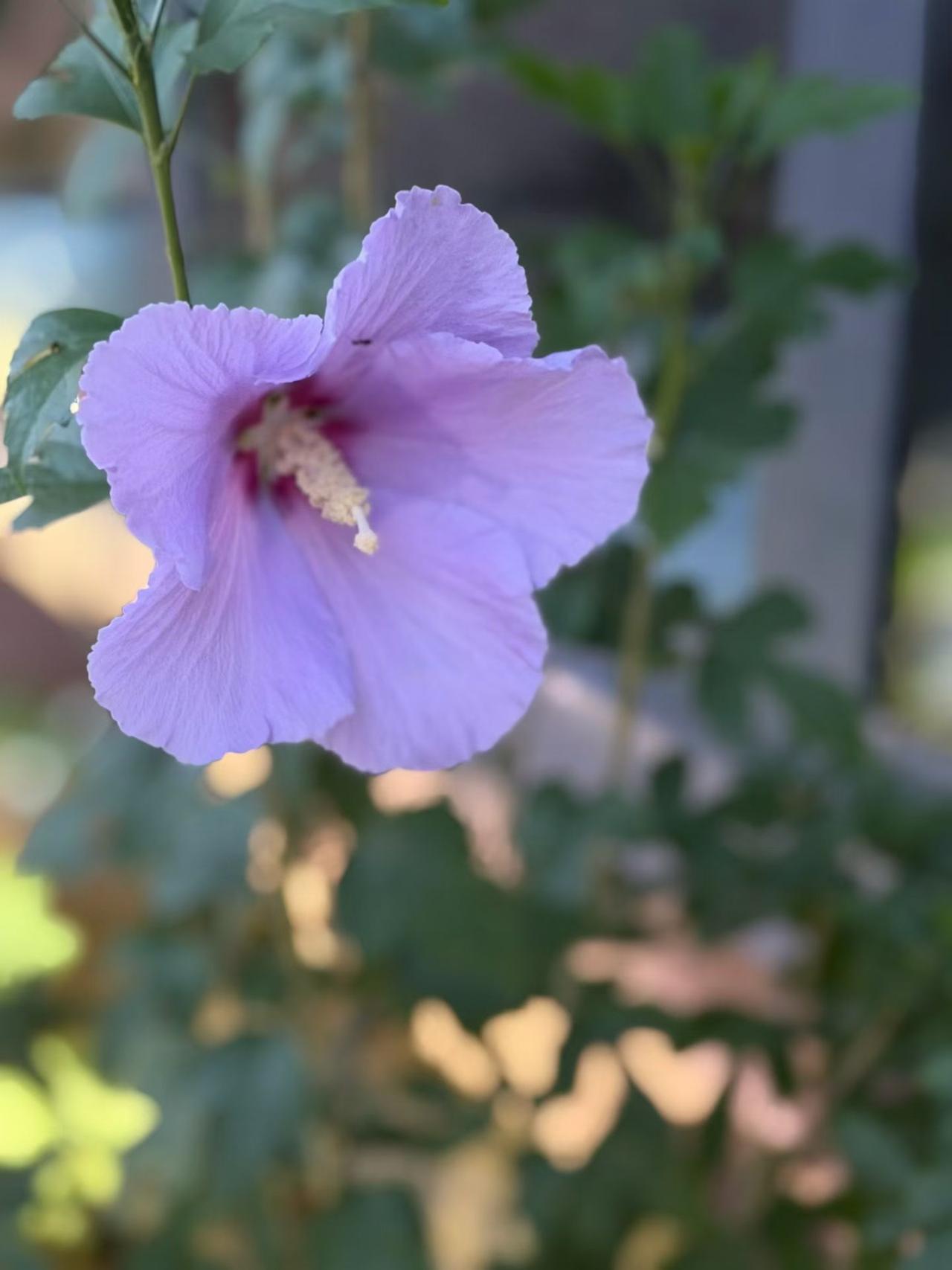 发一张你相册最近拍的花