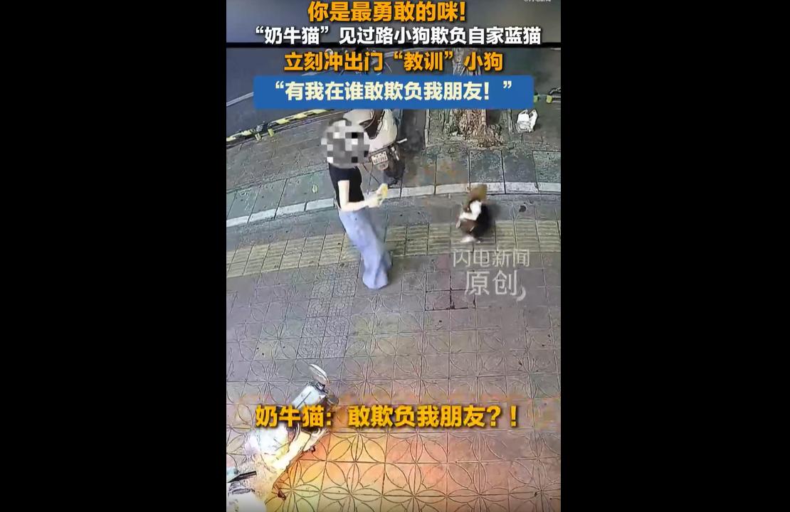 真的！万物皆有灵性，友情这东西，连小猫咪都拿捏得明明白白。
近日广东惠州一店主家