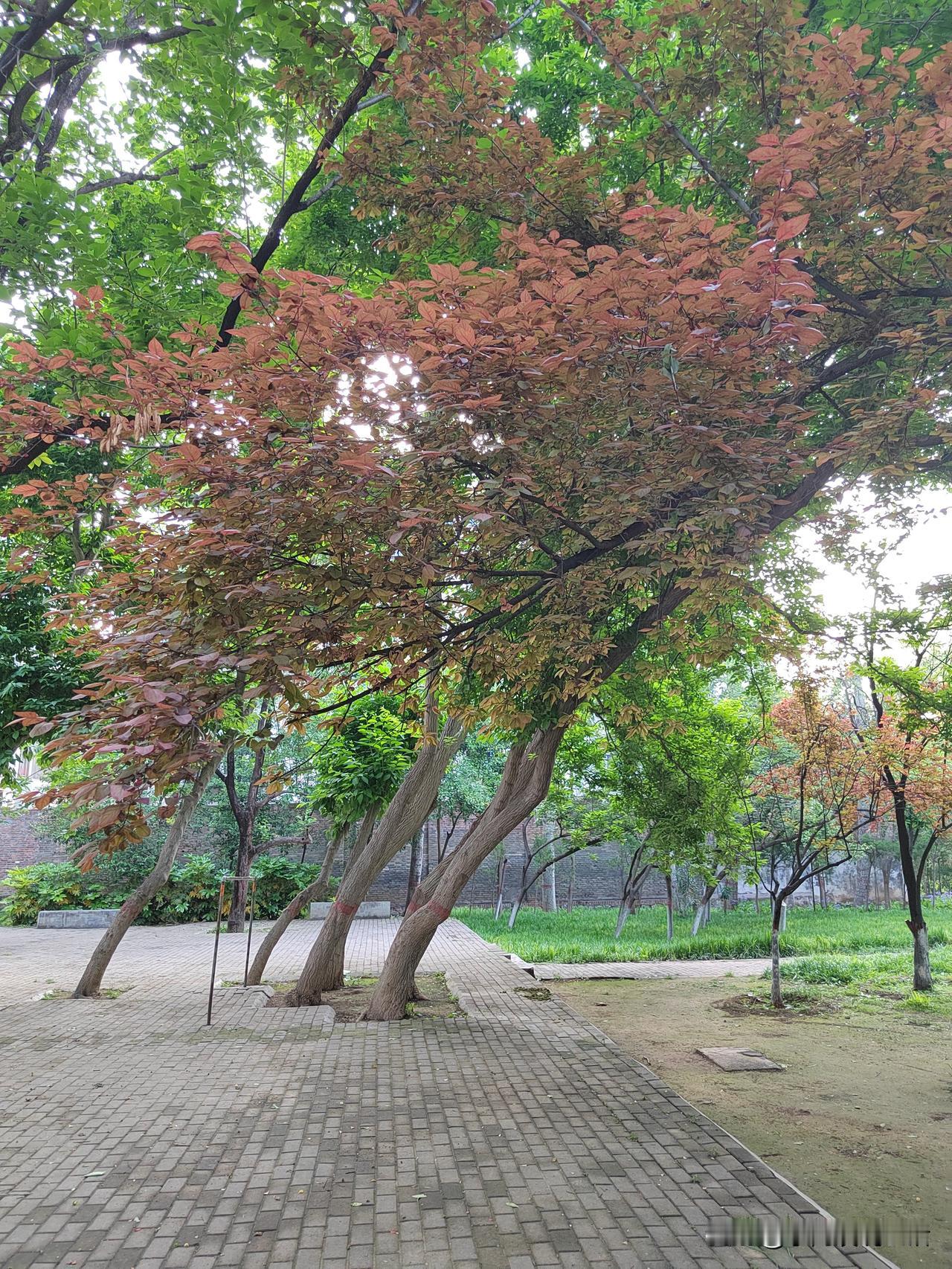 尽管退休金很少，但我不会选择种菜省钱。
因为种菜需要两个条件。
一要有地；二要有