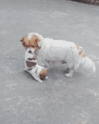 【狗妈到哪都要带着小狗，生怕被人抱走了，狗妈：回家，外面坏人多】狗妈妈到哪都要带