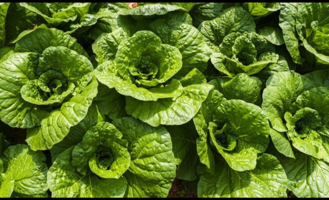 一棵大白菜155元。有没有人买，肯定会有人买。
若问有机菜与普通蔬菜有什么区别，