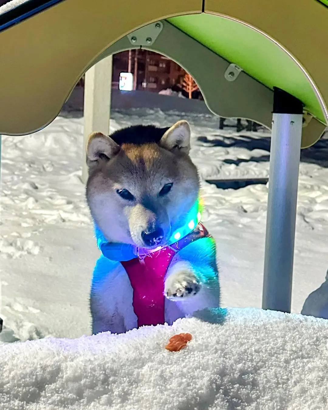 雪地刺身