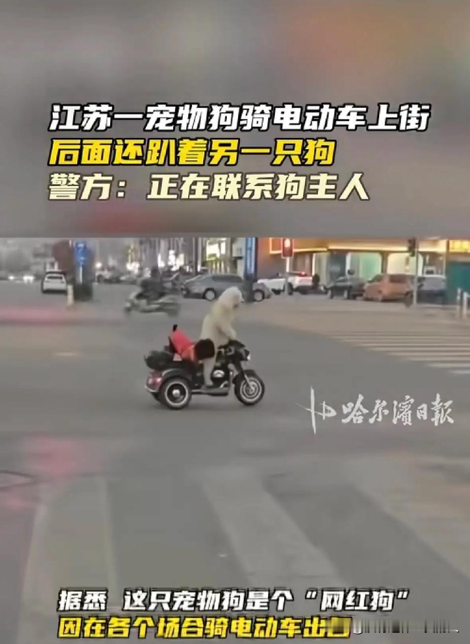 这条宠物狗快成精了！

江苏某地的一条大街上，一条宠物狗居然骑着电动车。这还不过