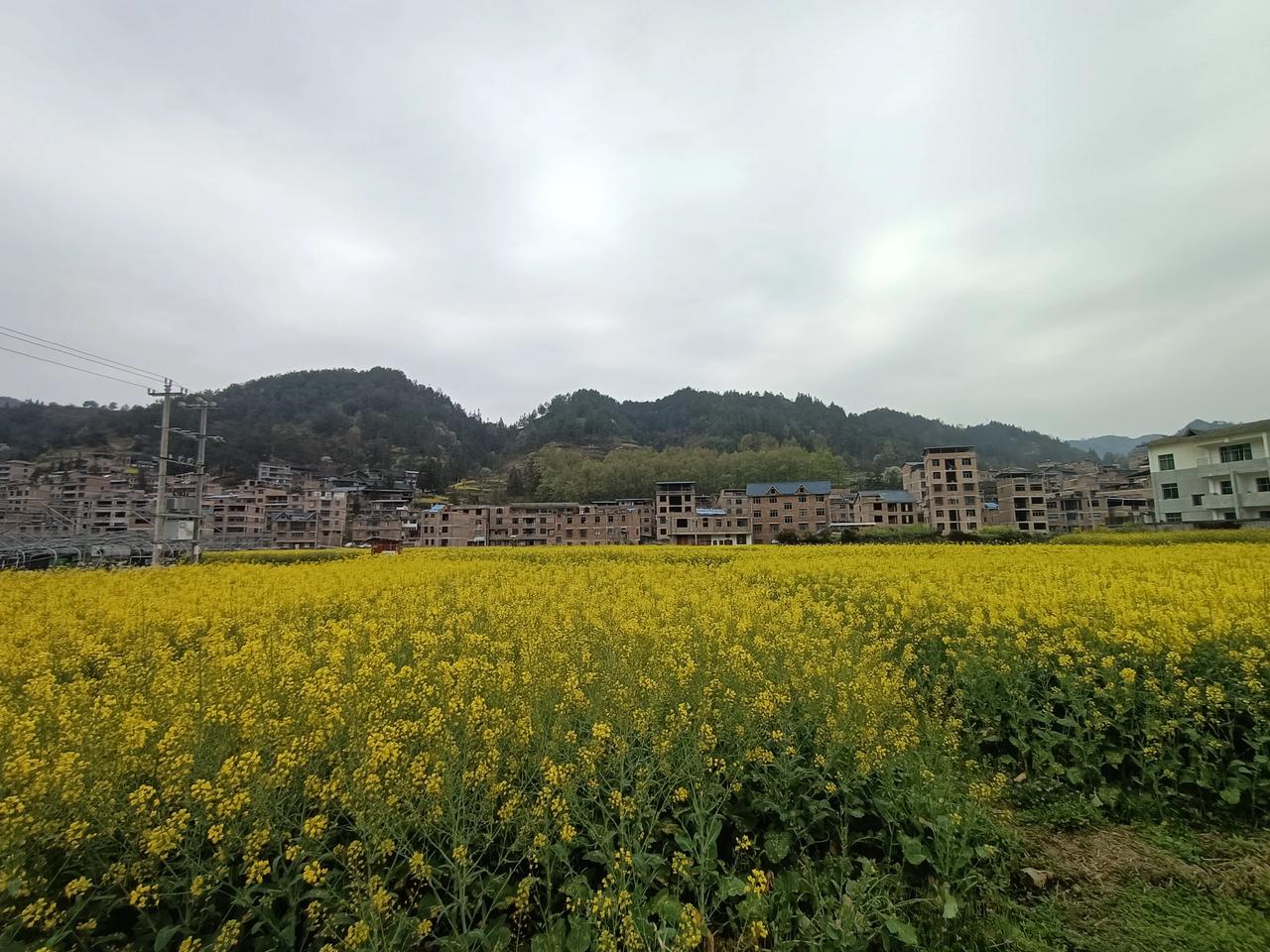 路过的一片油菜花
有种风吹草低见牛羊的感
很惬意