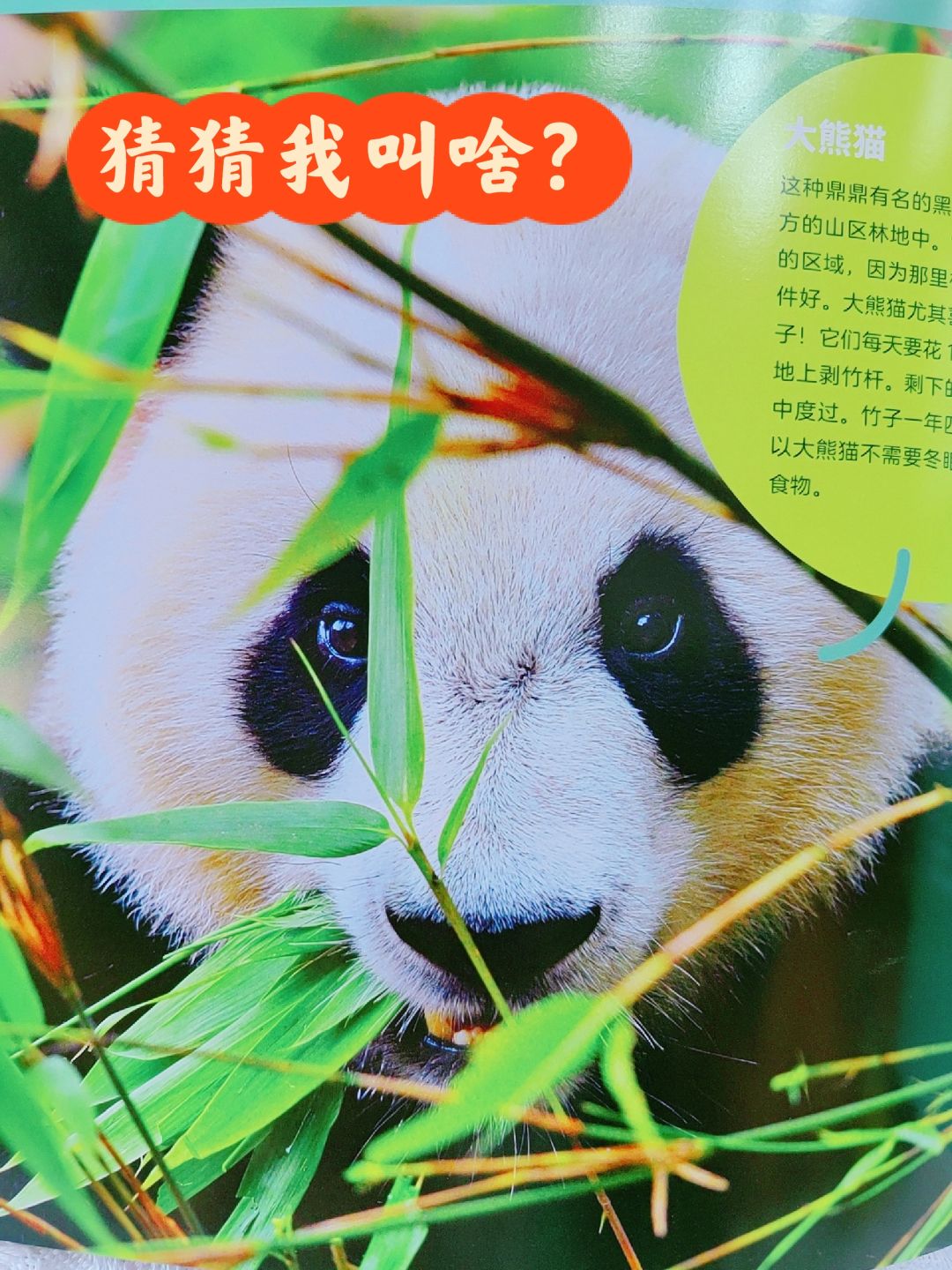 大熊猫不是猫？小熊猫不是熊？动物界的冷知
