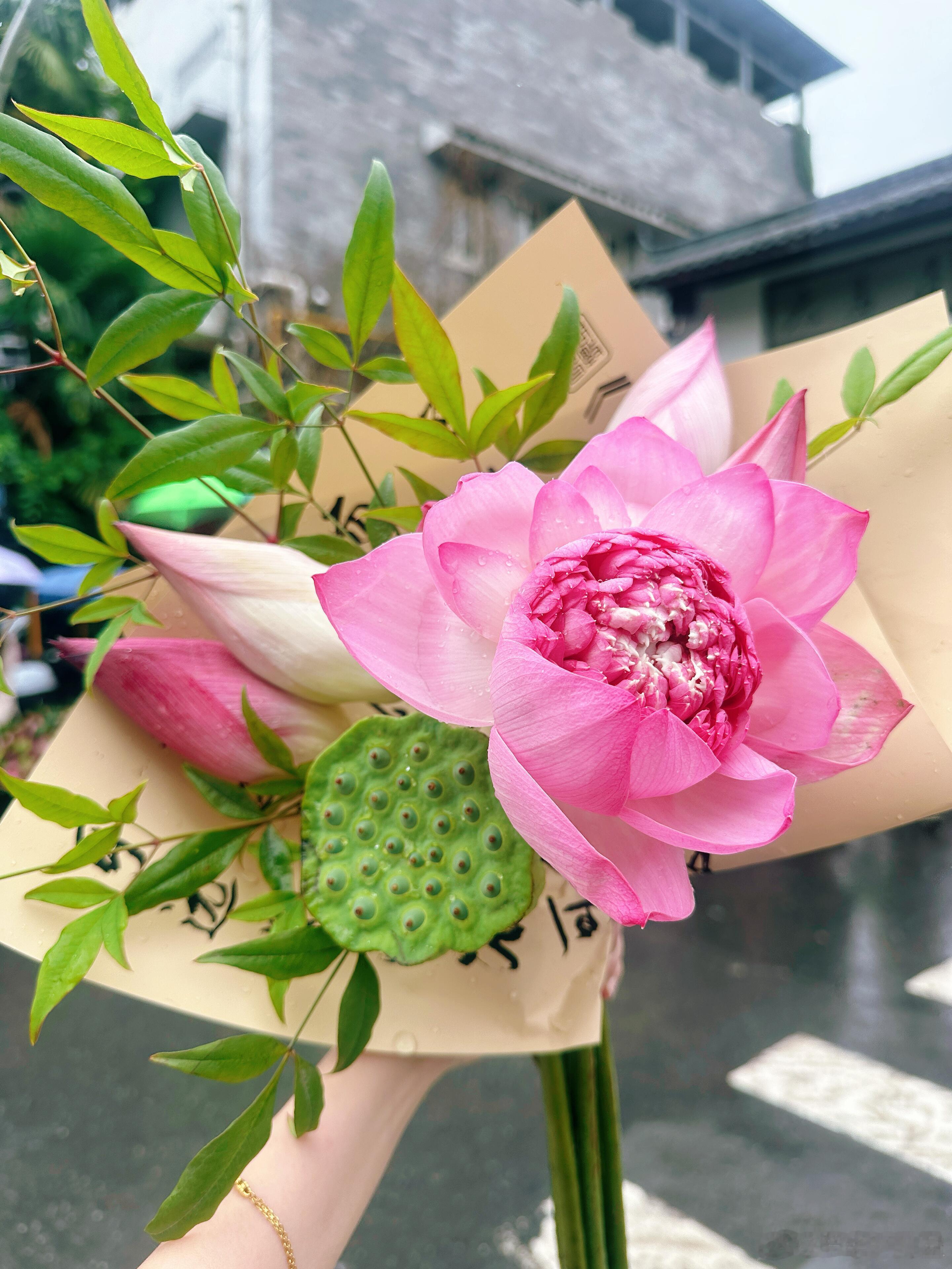赶一场大马弄的烂漫荷风纳福，仲夏无忧 
