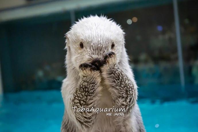 好有镜头感的海獭，不愧是鸟羽水族馆里的明星宝宝。 ​​​