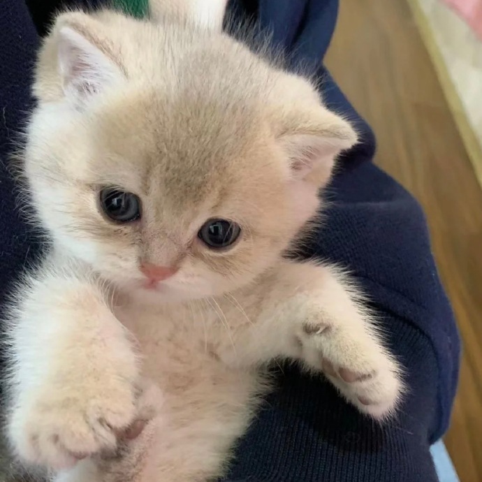 小猫小猫🐈 