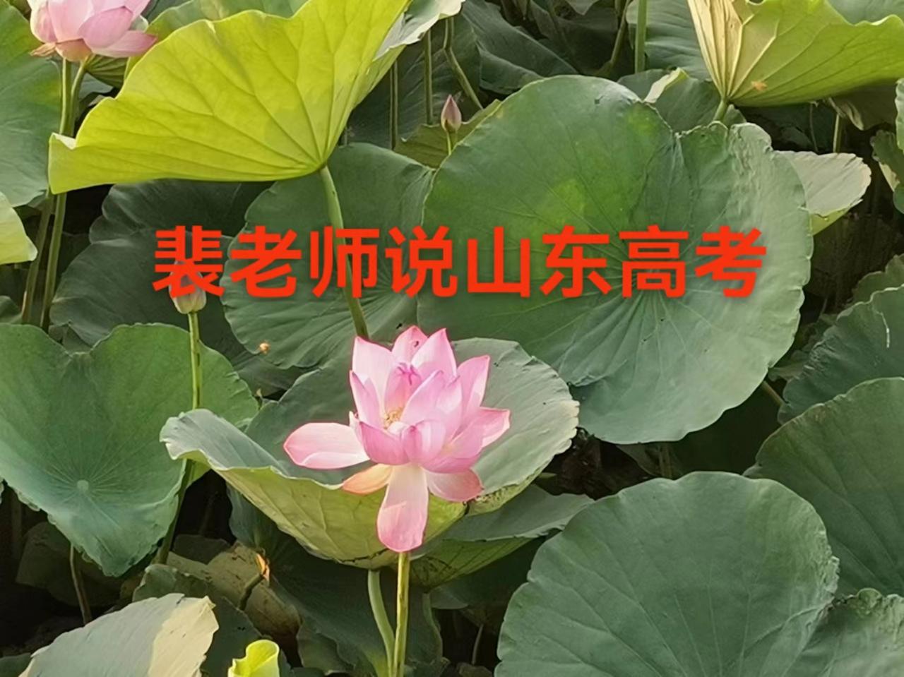 【山东高考】（26/04/18）山东26年统招专升本成绩公布在即，志愿规划也应该