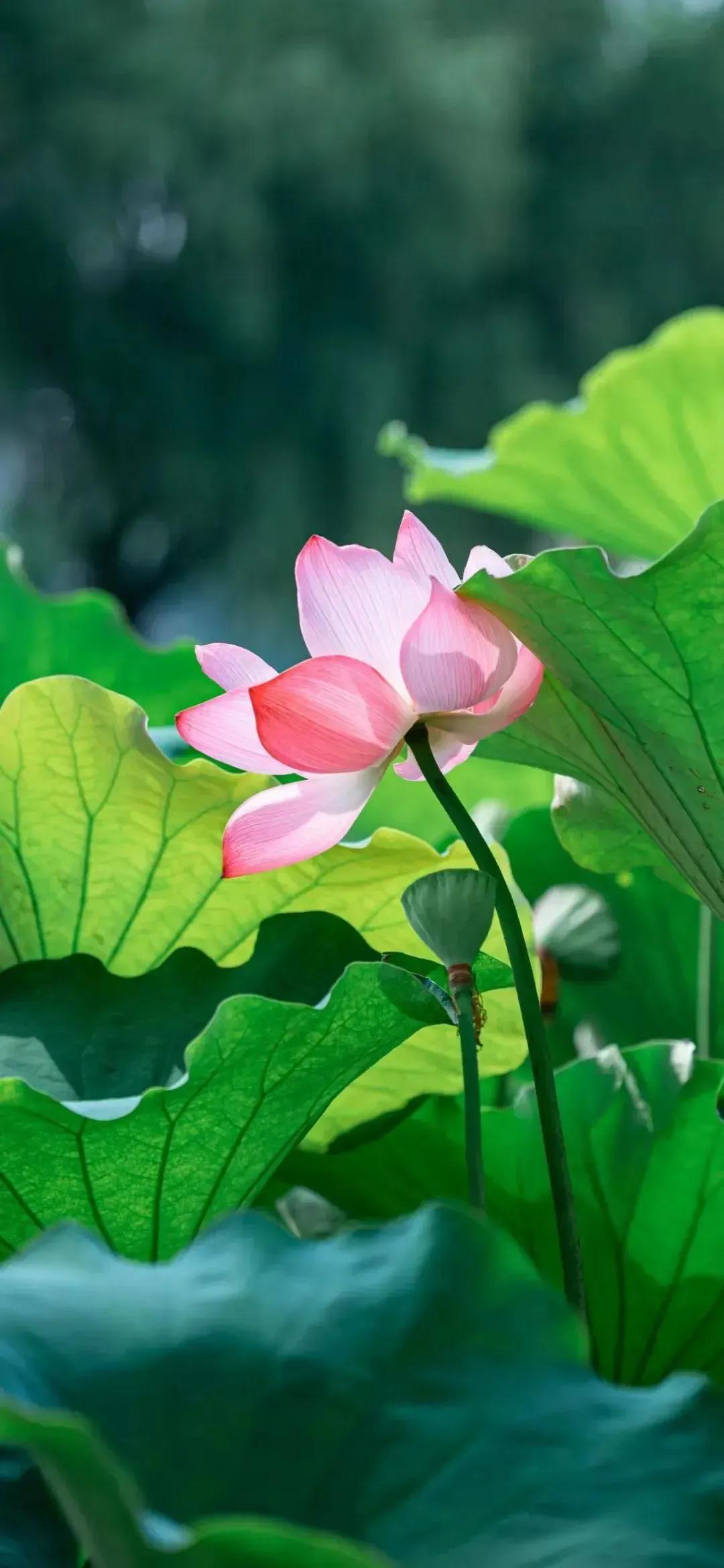 七绝 荷说
文/许碧霞

旱生荷芋水生莲，绿盖浓荫共紫烟。
几把污泥团笔墨，一干