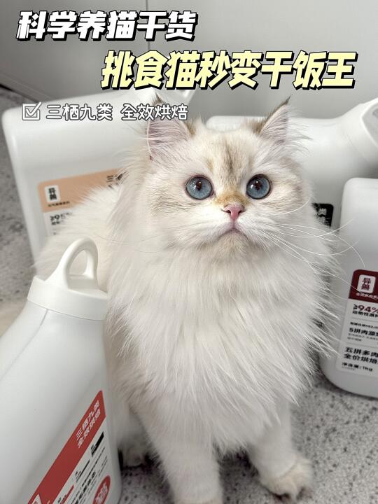 科学养猫干货｜给猫咪最好的食物