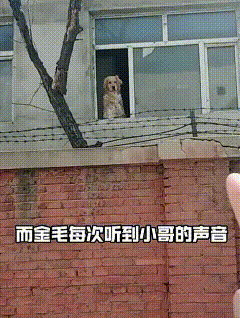 隔墙相伴500天，一人一狗跨越围墙双向奔赴
这是一个人和狗温暖的故事， 一男子上