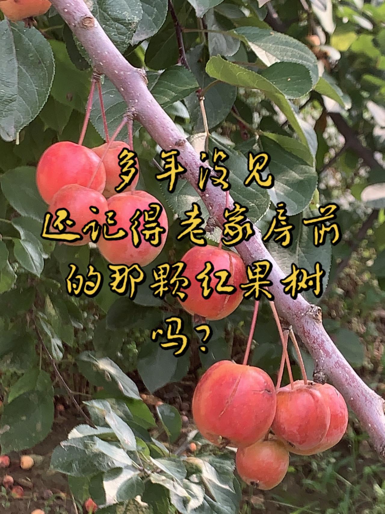 多年不见你过的好吗那年盛夏你送过谁的花当初说要成家后开都散了吗 果子红了 大自然
