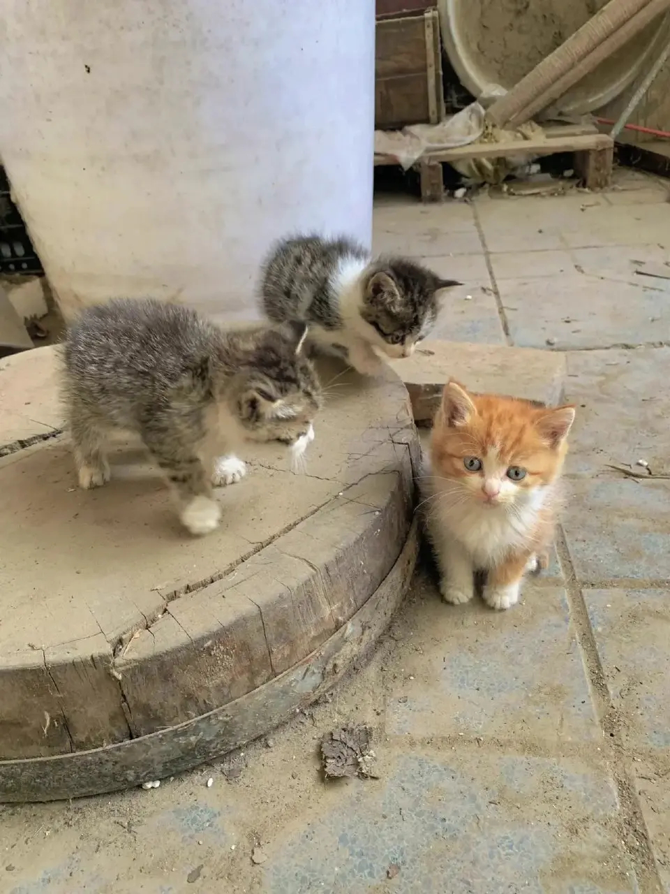 路边捡的三只小猫，哪一只是领导？