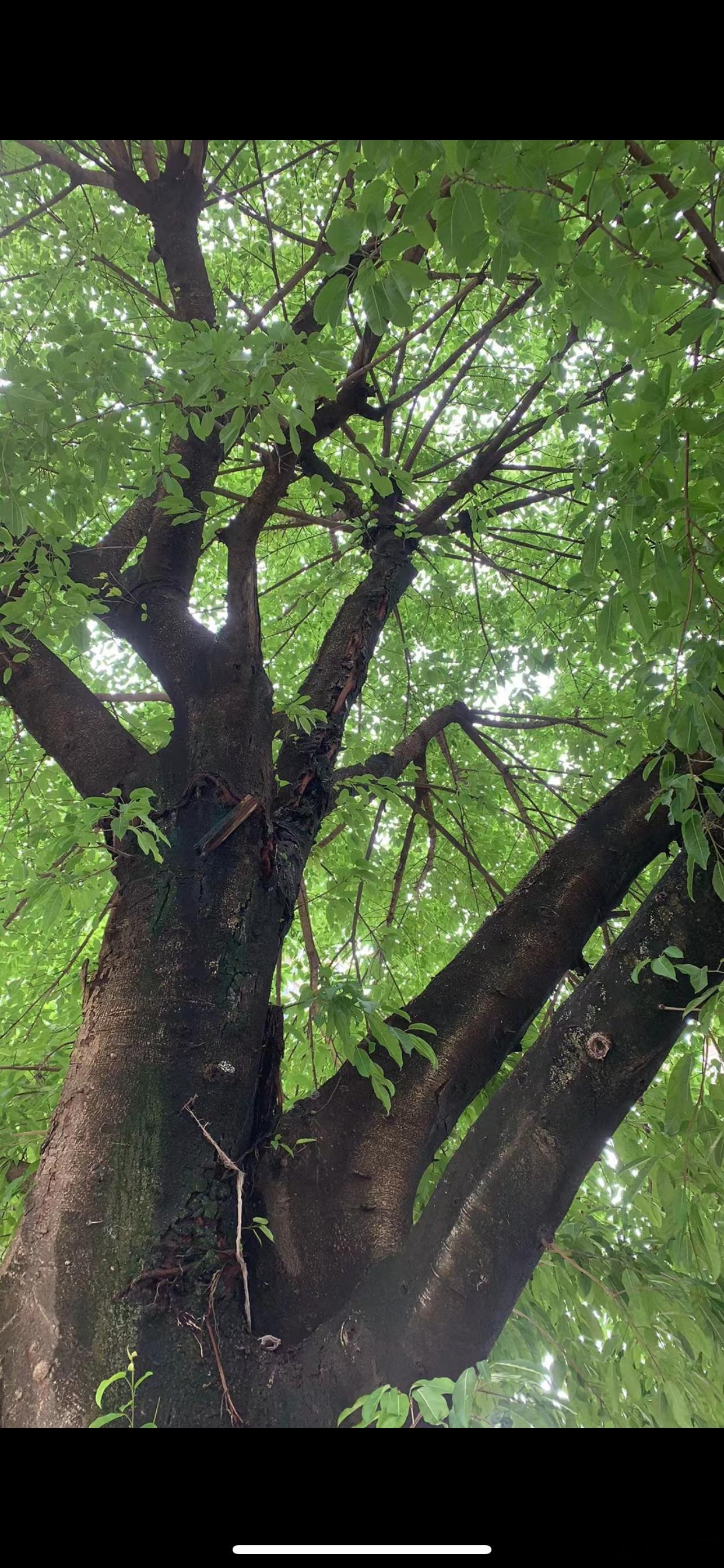 柳州已经下了很长时间的雨了，早上刚出门，郁郁葱葱，阳光明媚，突然间，内心有一种涌