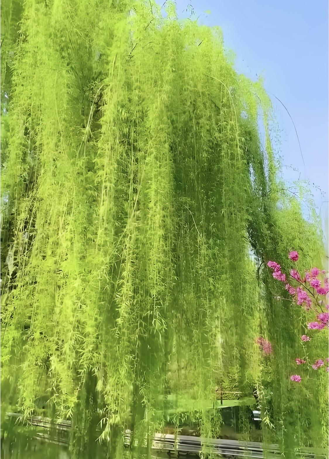上联“清风寂寞撩绿柳”，特别有意境。清风本无形，却用“寂寞”赋予它情感，还去“撩