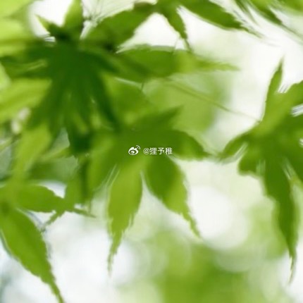 0000青叶承光，静纳清风初夏的青枫舒展枝叶，细碎日光穿过叶隙，在层层叠叠的绿间