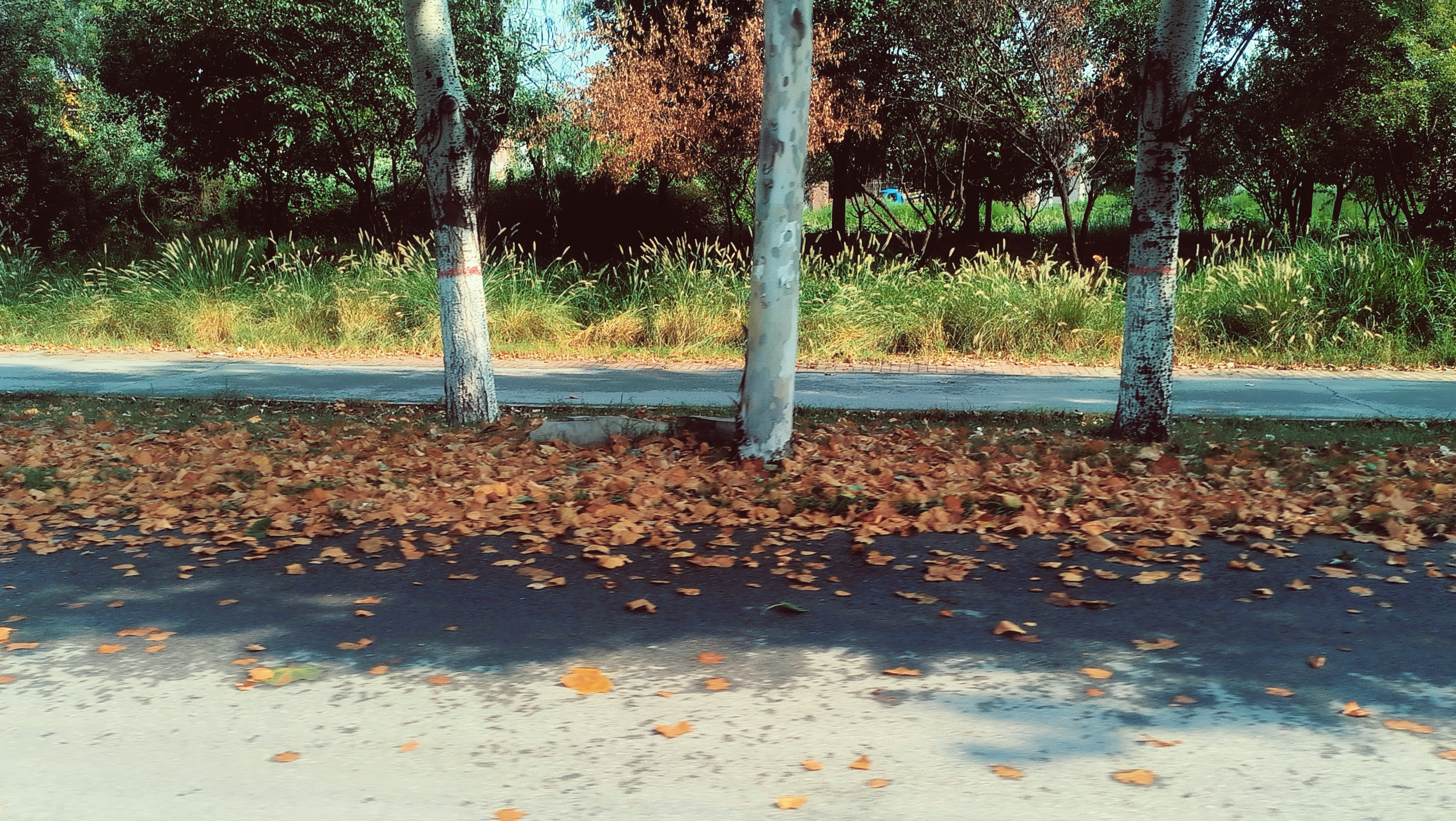 🌳🍂：尊重立秋。 