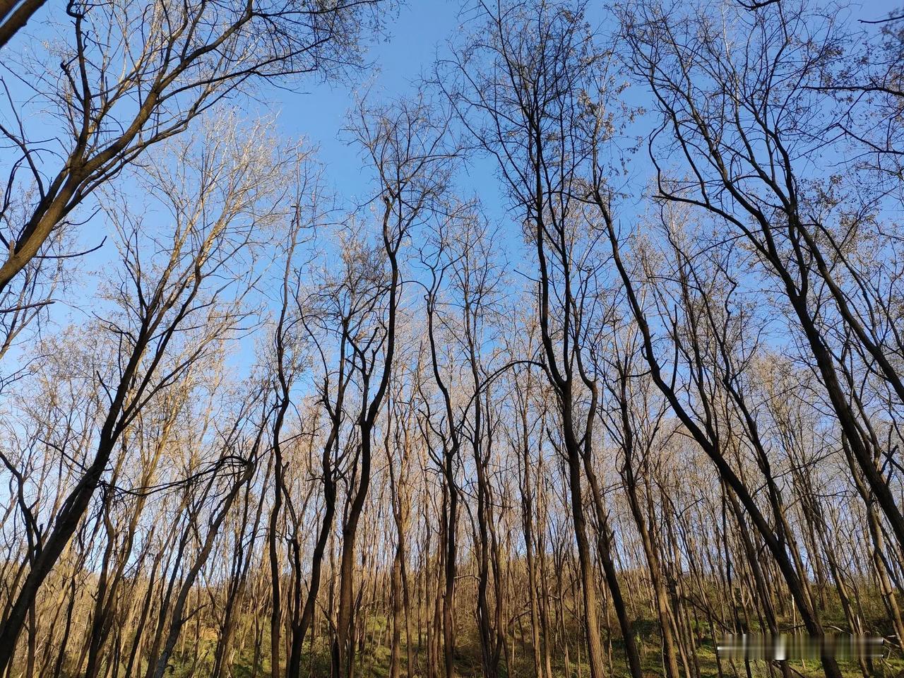 有林在阿
下有青草如毯
经冬而常青
仙绿可人
间有树枯
拨动可拔