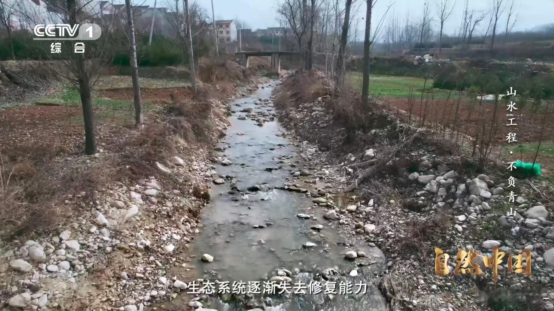 秦岭深处树在天上飞树苗坐无人机空降 无人机变“运苗神器”！陕西蓝田洋峪山高谷深，