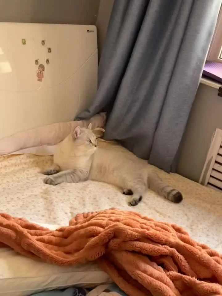 To：写给我最爱的小猫呆呆   还记得那天我去宠舍 一眼就看中了你 老...
