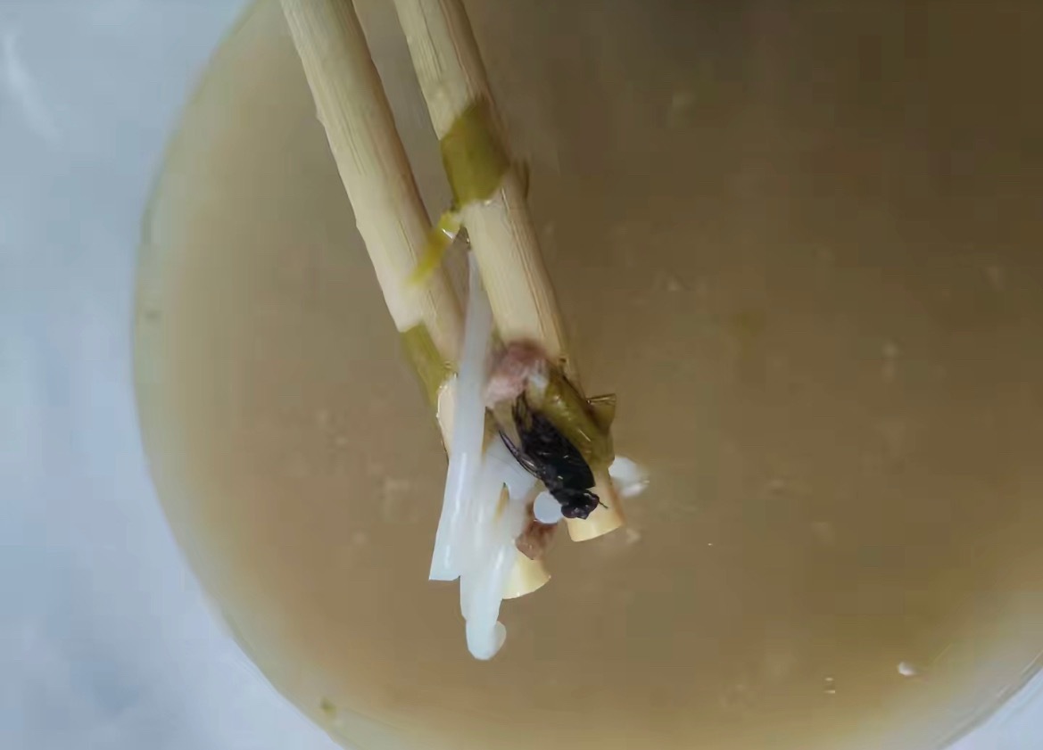 【玉林一网红门店吃粉吃出疑苍蝇】近日，网友爆料称：玉林的一个网红餐饮门店吃生料粉