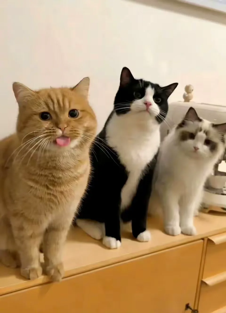 压抑的人生命力不会太强。 很多时候，攻击性是生命力的象征。 一个人没有...