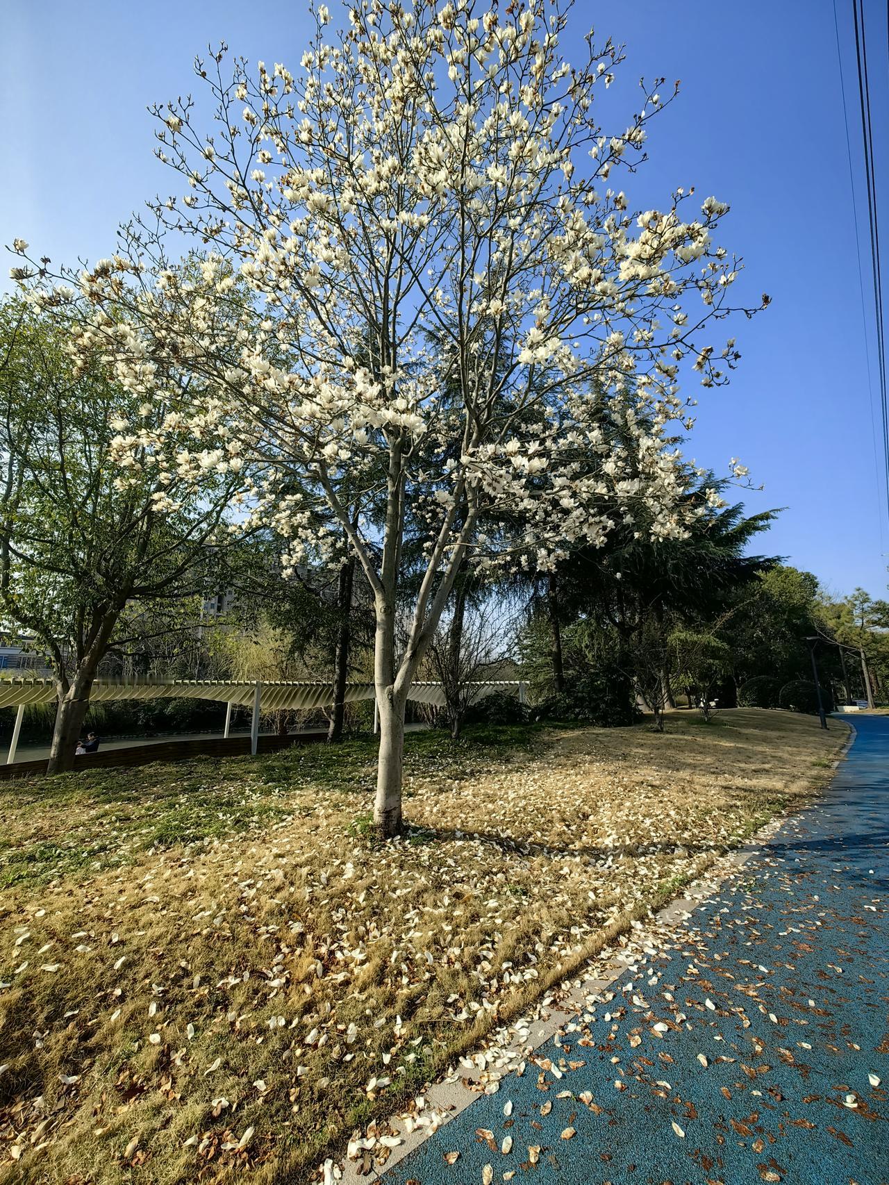 漫步春申湖畔，
眼前惊艳，
这一树一地，
如此撼动人心，
这春风啊，
如你吹送时