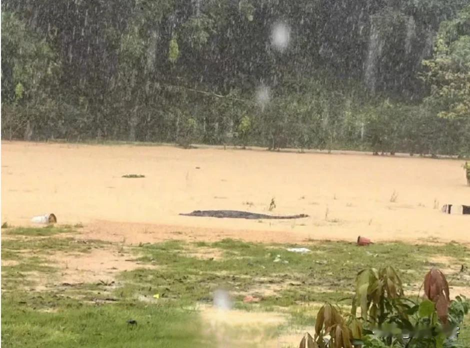 警报⚠️鳄鱼跑了！鳄鱼逃脱了管控，强降雨导致养殖场外墙崩塌，4条鳄鱼越墙而去。5