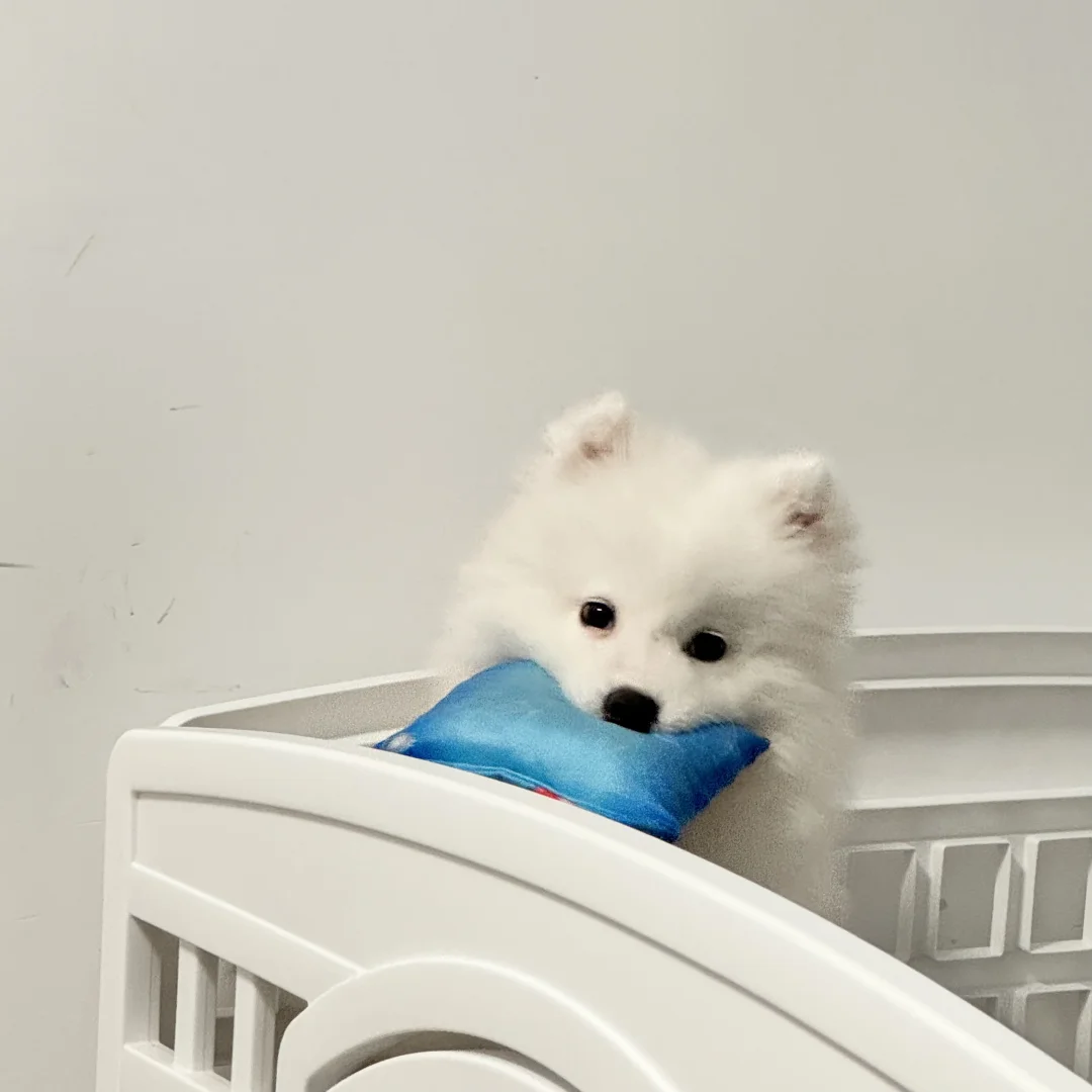 我的心动小狗  💙