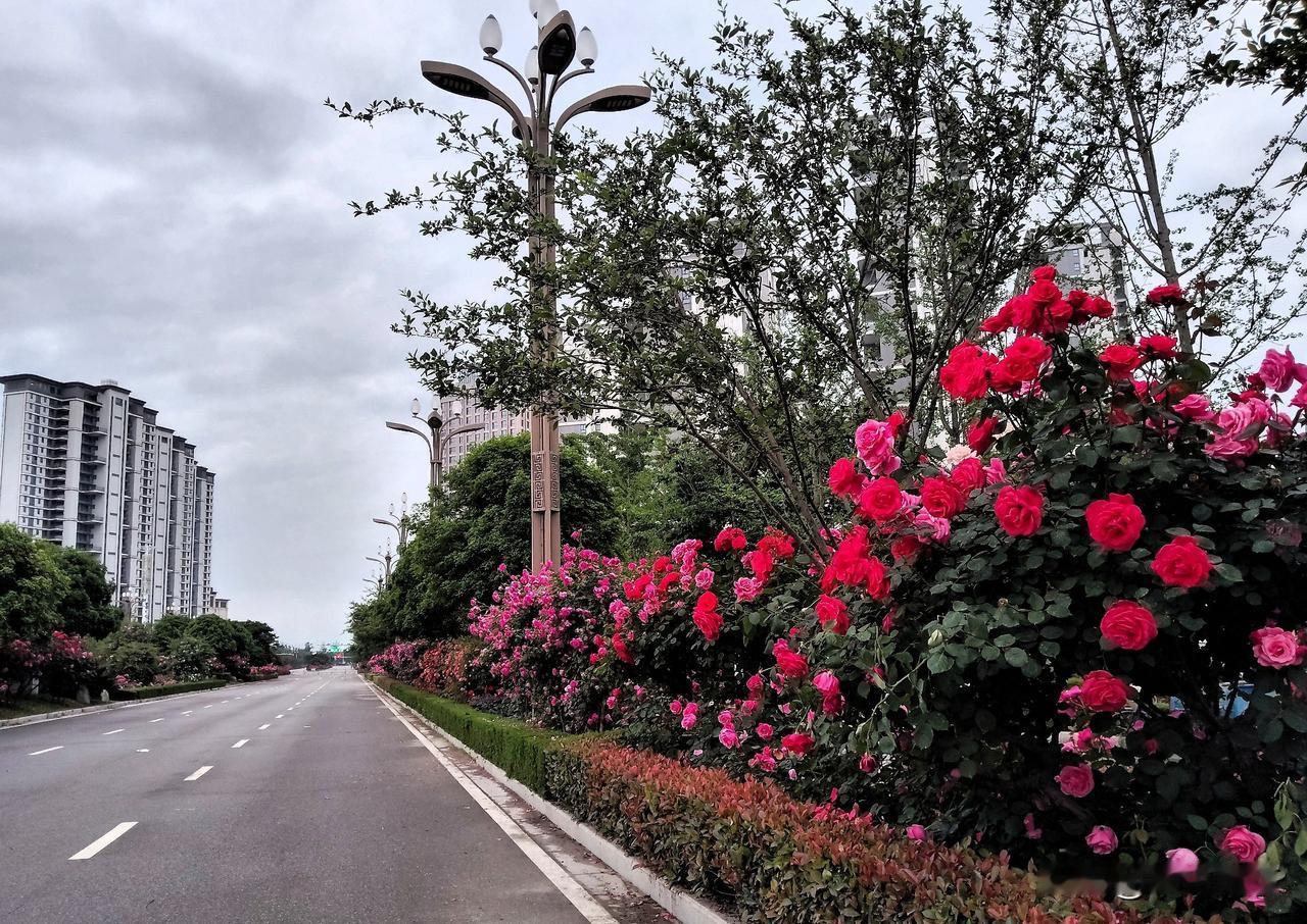 漫步大道赏花。