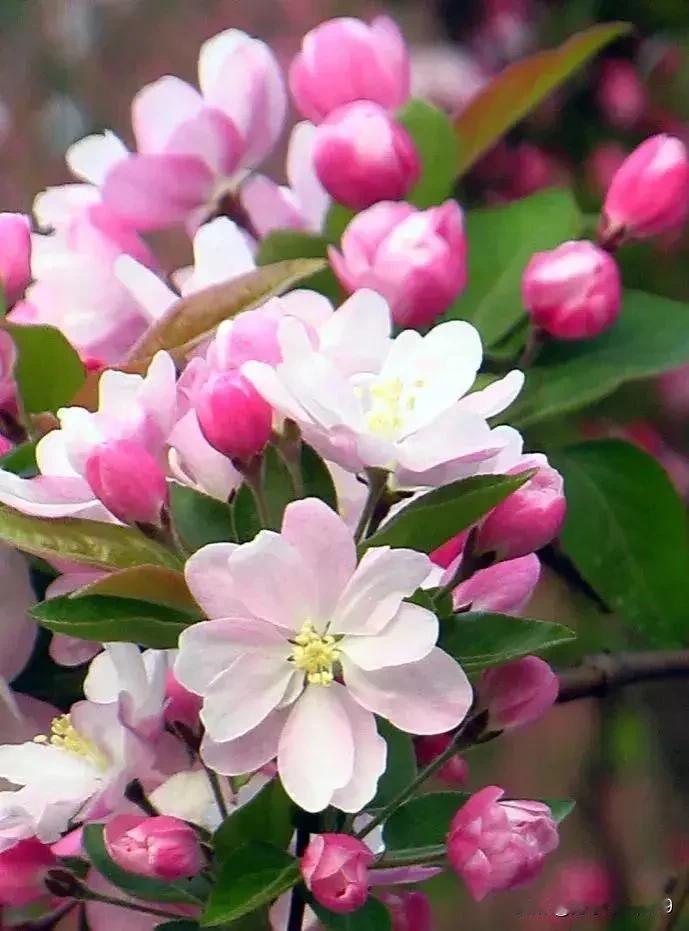 题海棠
紫阁凌云画屏张，
玉质含羞蕊娇黄。
点点银露蝶相问，
缕缕清风蜂思量。