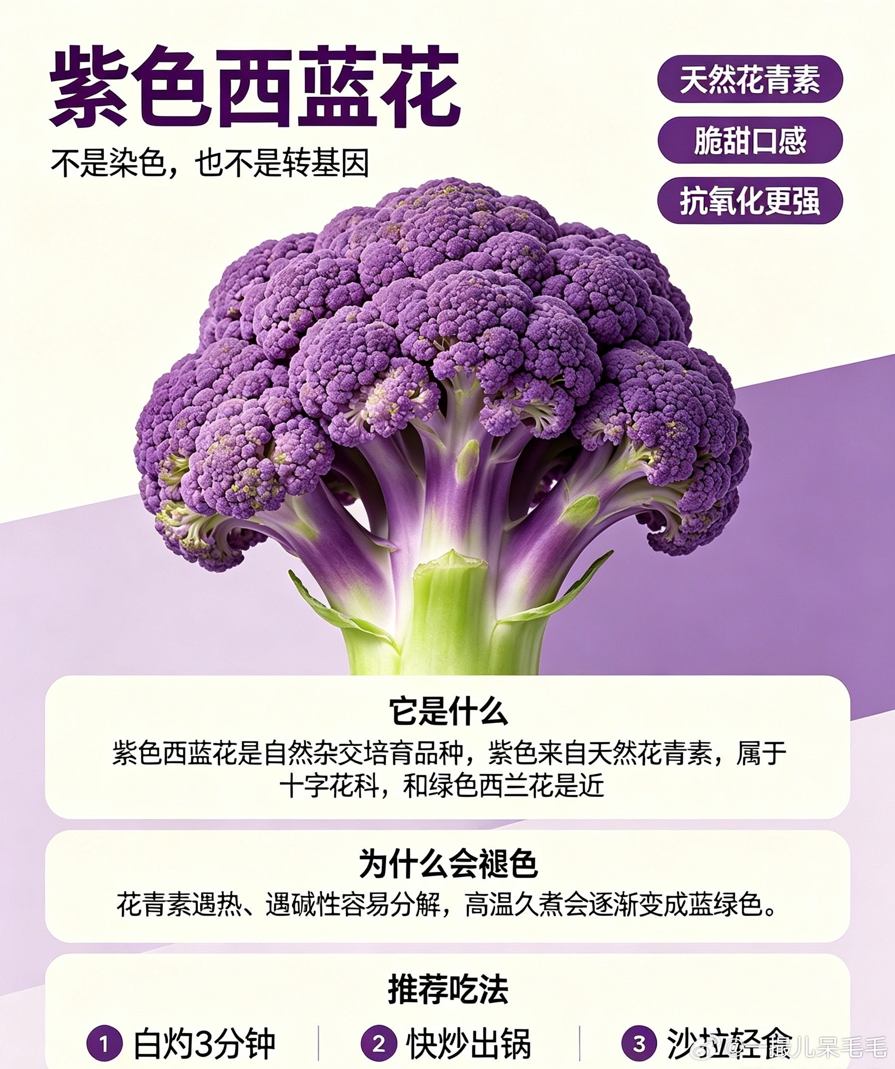 看关晓彤吃才知道有紫色西蓝花紫色西兰花（紫魔法西兰花），自然杂交培育品种，不是染
