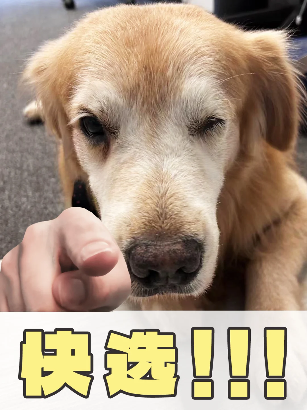 李佳琦直播间狗粮决赛圈四选一