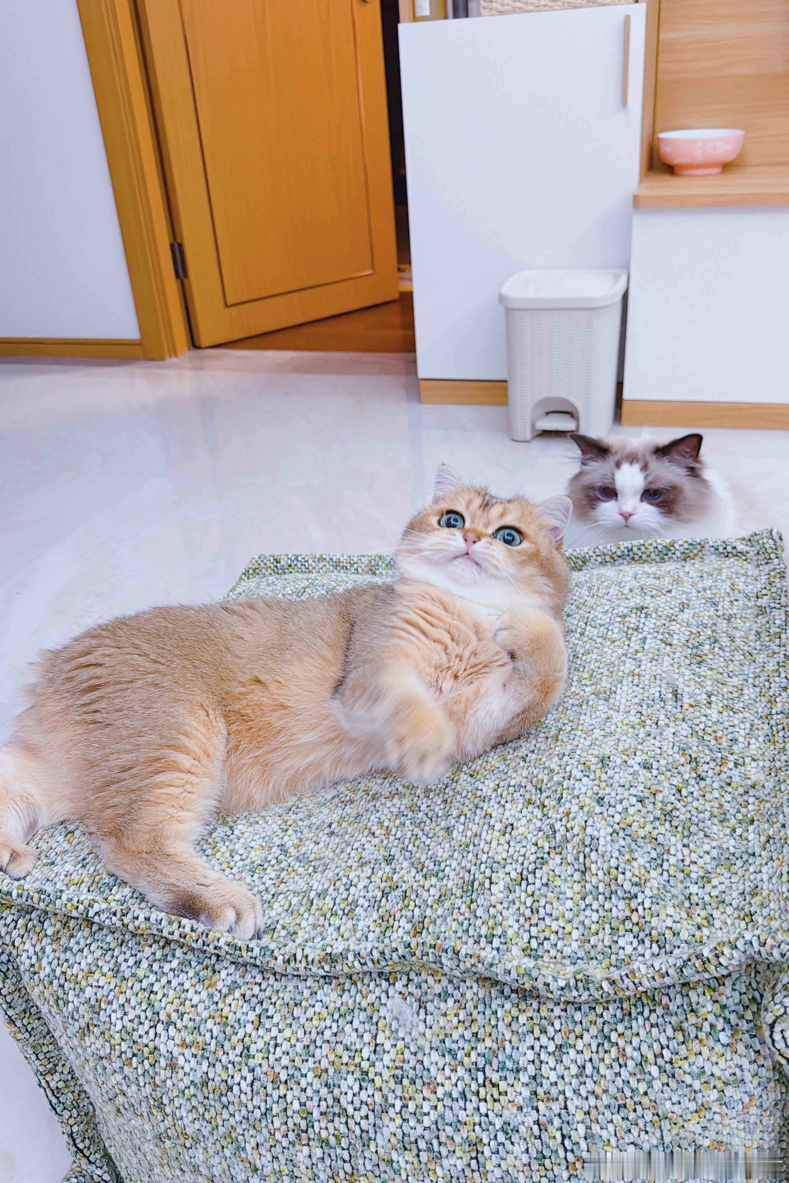 看我们猪七，像不像阴湿男主。 