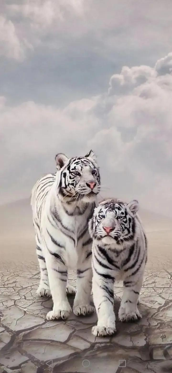 上：龙游浅水遭虾戏，
下：虎躺高坡被蚁骑。