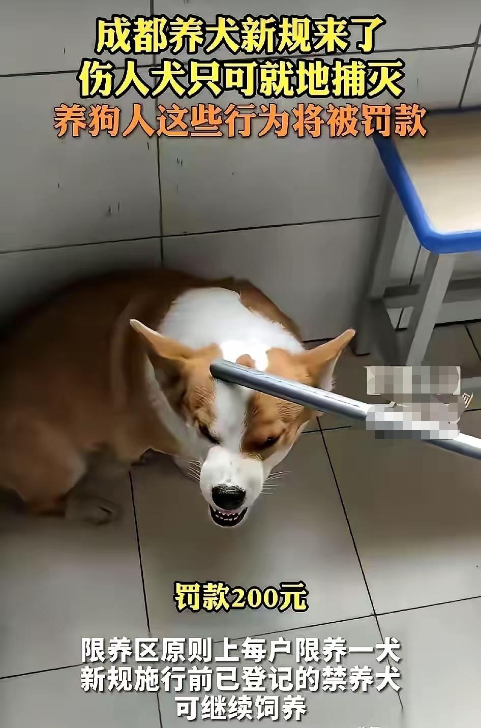 成都“雷霆版”养犬新规：人身安全高过一切，百万铲屎官彻底懵了

甭怀疑，2026