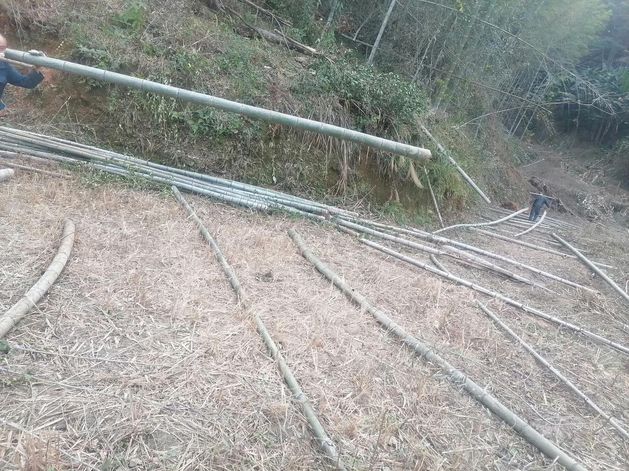 今年冬天的不同南方的天气很温和，昼夜温差很大，0下温度很少，下了一次雪，第二天就