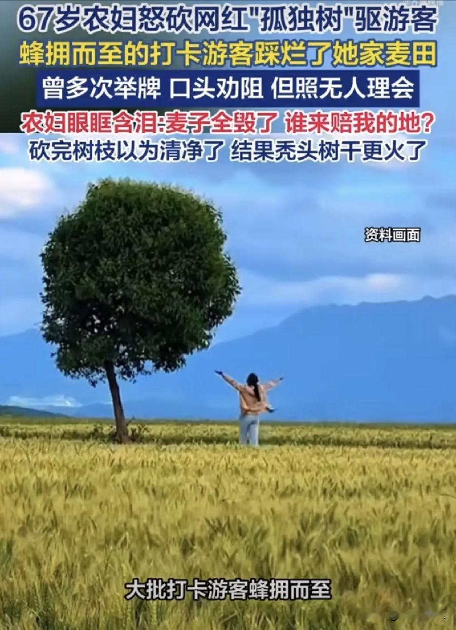 白鹿原那些商家要付钱。白鹿原标志树被砍，引发大家关注，全因游客为了拍照踩了麦田，