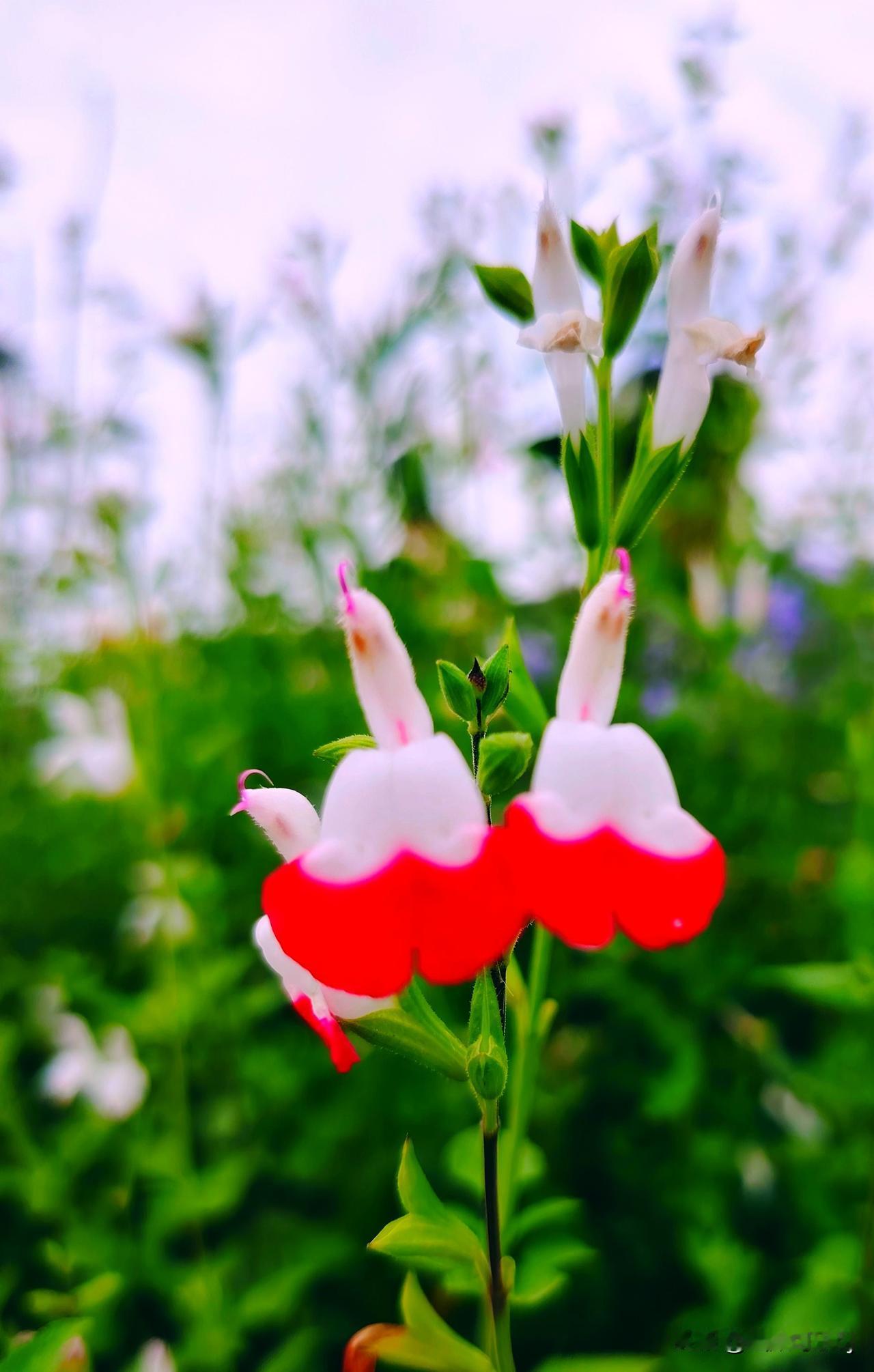 随手拍美丽花朵。