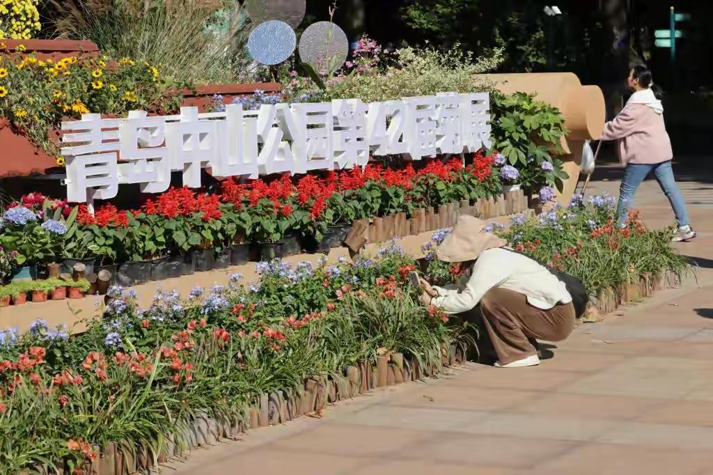 秋日暖阳正好，满园菊香醉人。10月24日，青岛市第四十二届菊花展在中山公园热闹亮