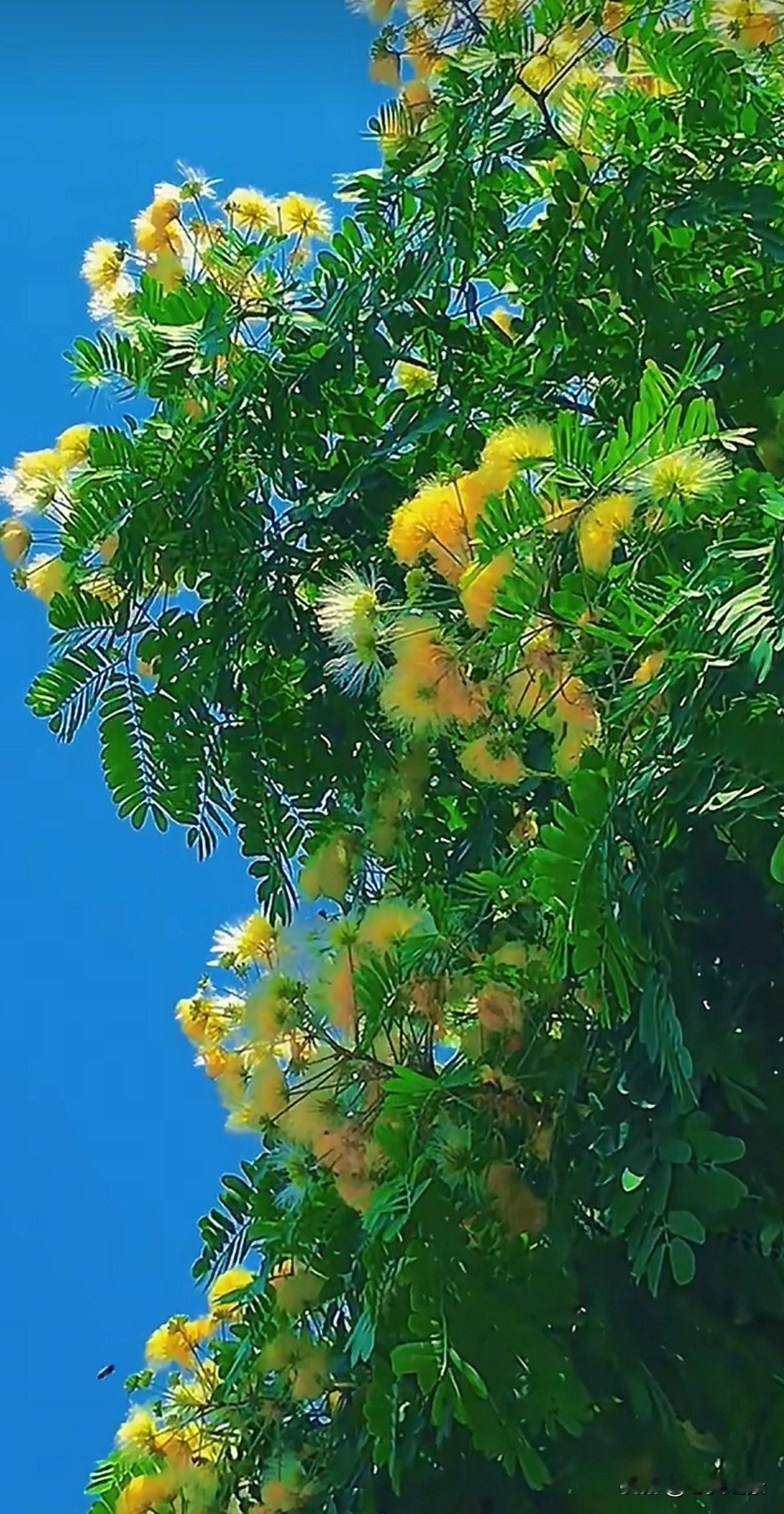 蓝天之下，合欢花像一团团温柔的绒球，把夏日的浪漫都揉进了蓬松的花瓣里。原来慢下来