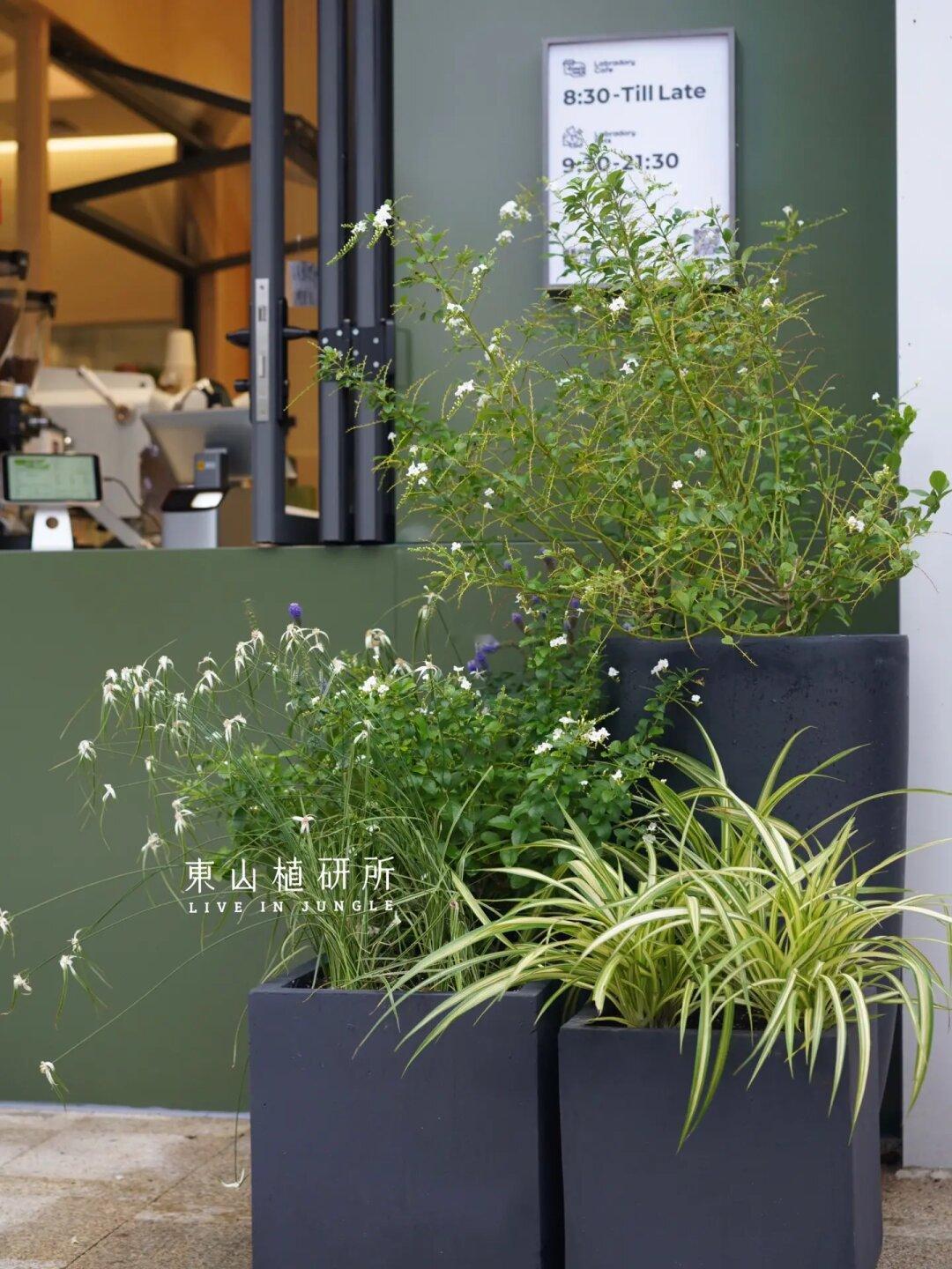 植物花箱| 🍃治愈系温馨宠物店面🐾