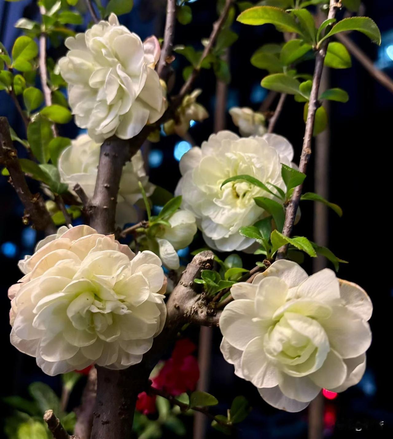春天万物复苏。五颜六色的花朵，繁花似景开放，预示朝气蓬勃，美好如期至。