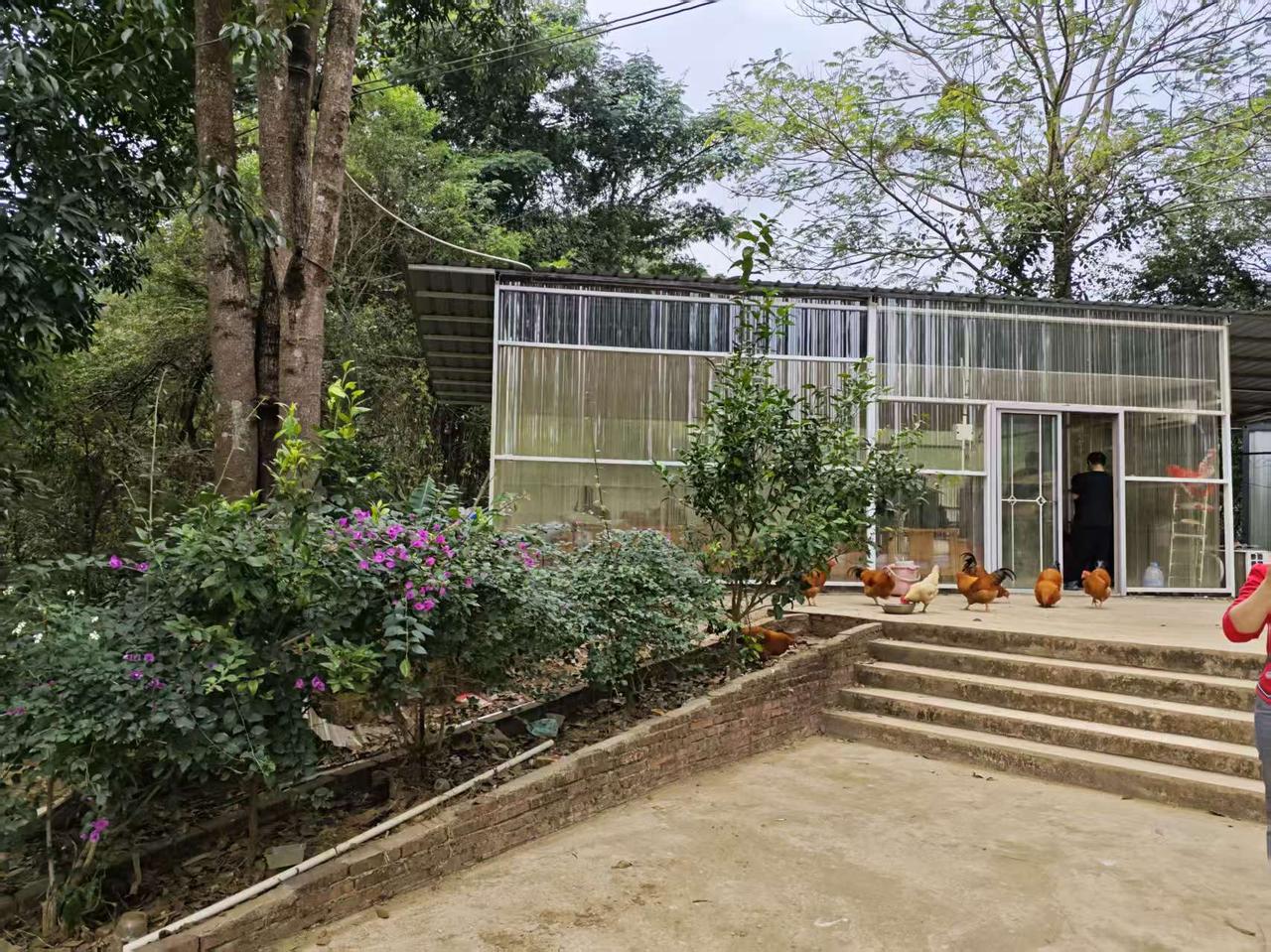 作为一个农民的儿子，老母鸡我们家里一直有养，其实大部分都是被自己家里给吃了，很少