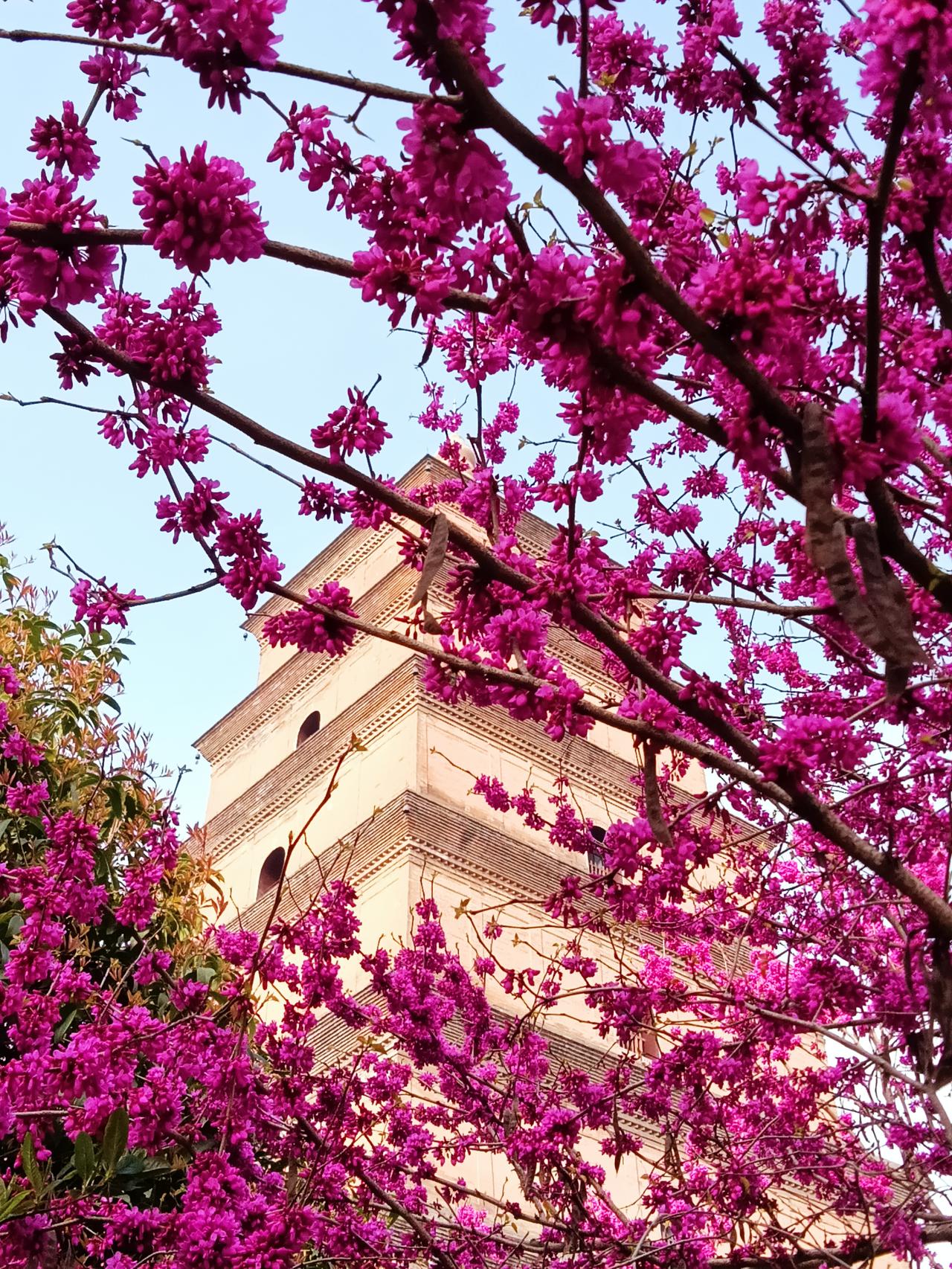 紫气东来，紫荆花开