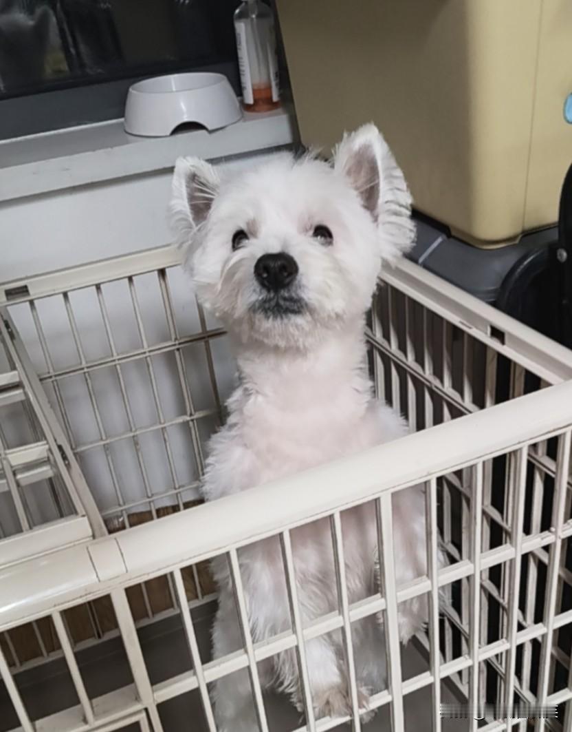 哽哽也来快一年了