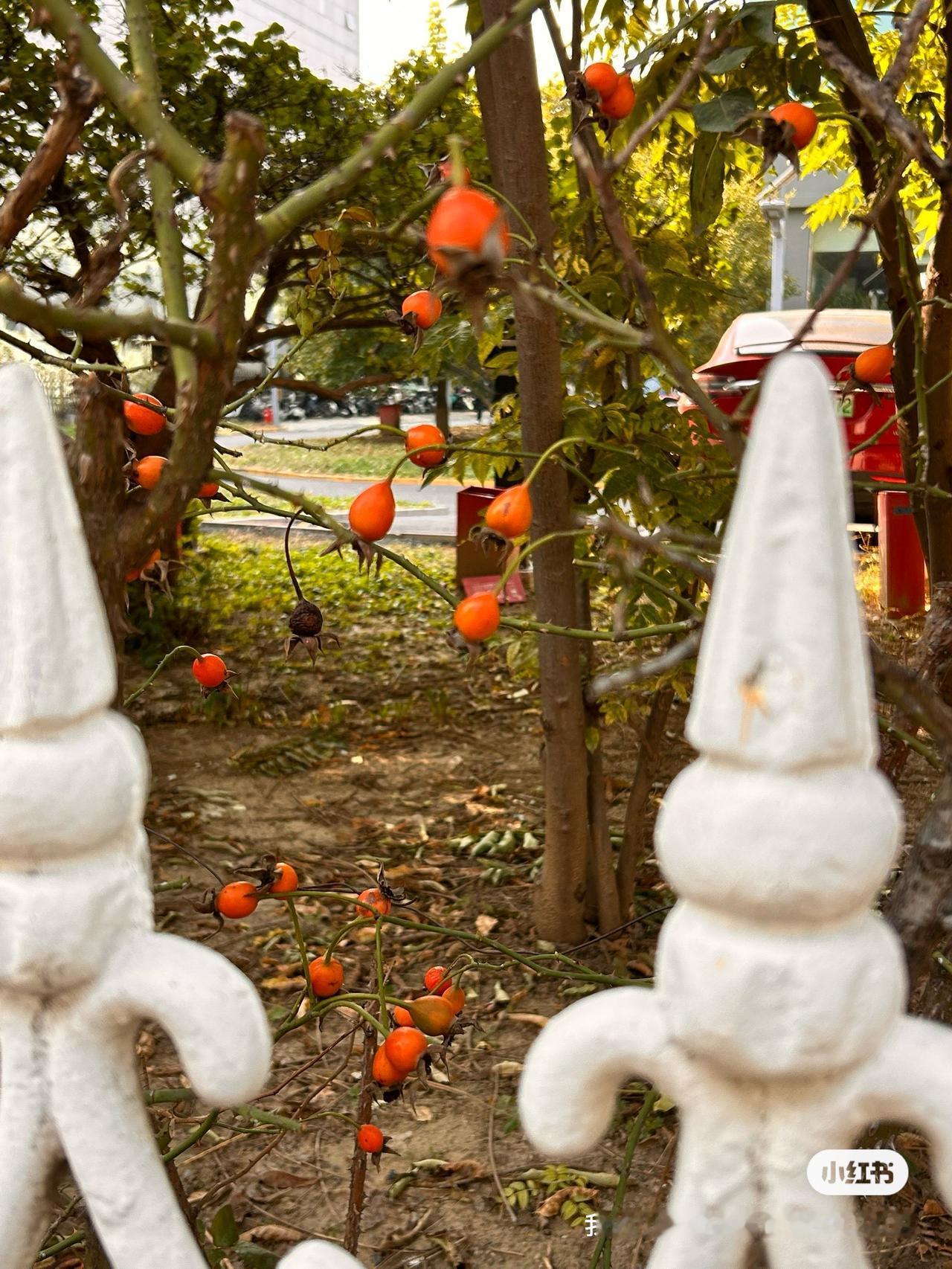 秋日，城市果实
城市里的果树，就好像被圈养的动物一样，果实硕硕如鸡肋——既无人吃